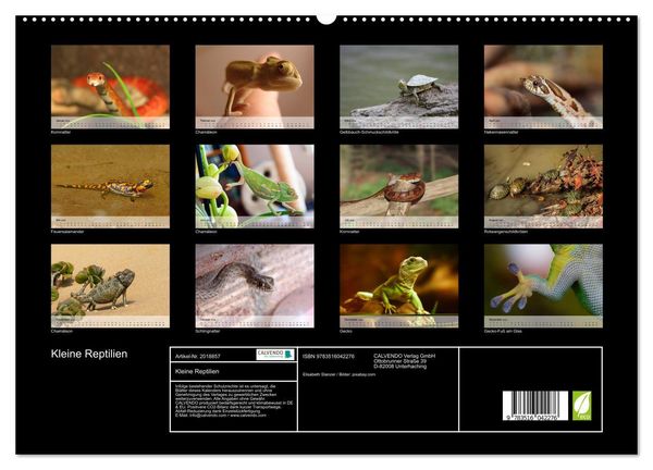Produktbild: Kleine Reptilien (hochwertiger Premium Wandkalender 2026 DIN A2 quer), Kunstdruck in Hochglanz