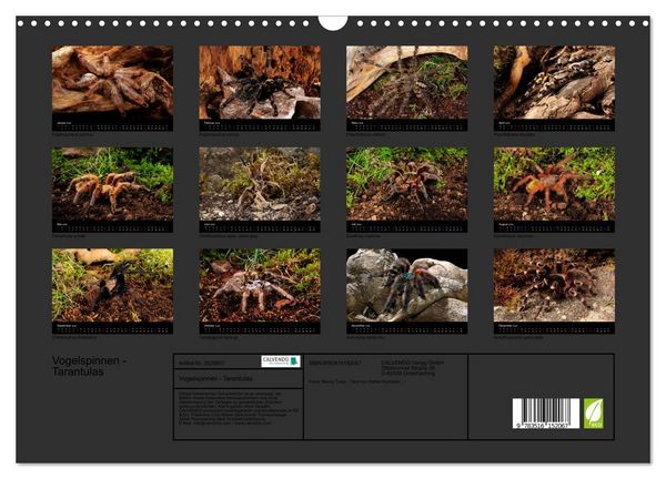 Produktbild: Vogelspinnen - Tarantulas (Wandkalender 2026 DIN A3 quer), CALVENDO Monatskalender