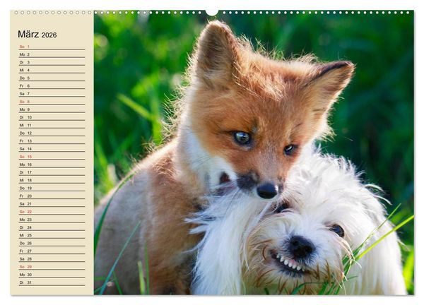 Produktbild: Beste Freunde. Bezaubernde Tierfreundschaften (hochwertiger Premium Wandkalender 2026 DIN A2 quer), Kunstdruck in Hochglanz