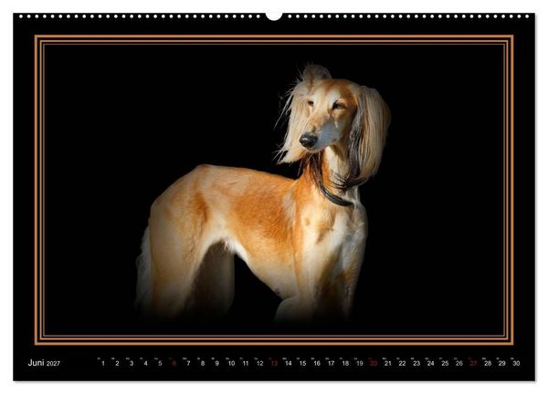 Produktbild: Saluki 2027 (hochwertiger Premium Wandkalender 2027 DIN A2 quer), Kunstdruck in Hochglanz