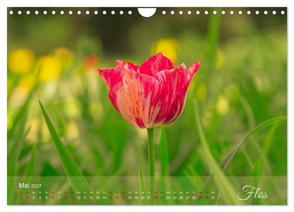 Produktbild: Tulipa et Verba &ndash; Tulpenbl&uuml;ten und stille W&ouml;rter (Wandkalender 2027 DIN A4 quer), CALVENDO Monatskalender