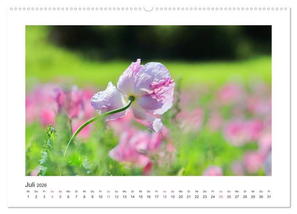 Produktbild: Mohn, Bl&uuml;tenzauber in Rosa, Pink und Wei&szlig; (Wandkalender 2026 DIN A2 quer), CALVENDO Monatskalender