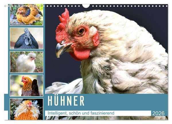 Produktbild: H&uuml;hner. Intelligent, sch&ouml;n und faszinierend (Wandkalender 2026 DIN A3 quer), CALVENDO Monatskalender