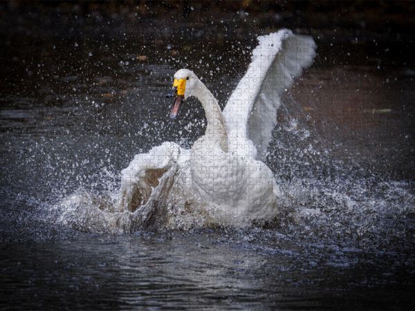 Produktbild: CALVENDO Puzzle Tanz 02 | 1000 Teile Lege-Gr&ouml;&szlig;e 64x48cm Foto-Puzzle f&uuml;r gl&uuml;ckliche Stunden