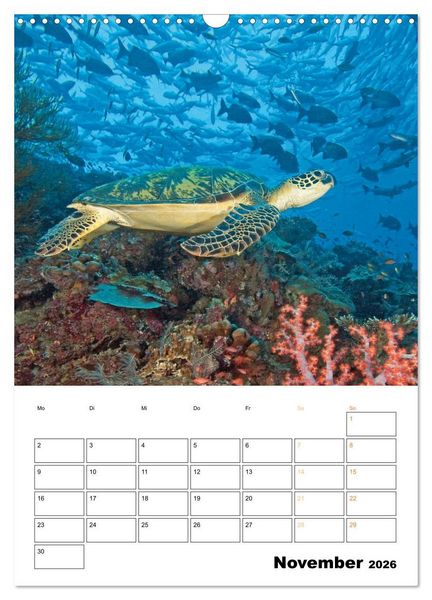 Produktbild: Wunderbare Wasserwelt der Meeresschildkr&ouml;ten (Wandkalender 2026 DIN A3 hoch), CALVENDO Monatskalender