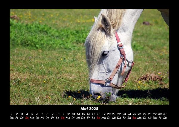Produktbild: Pferdegefl&uuml;ster 2025 Fotokalender DIN A3