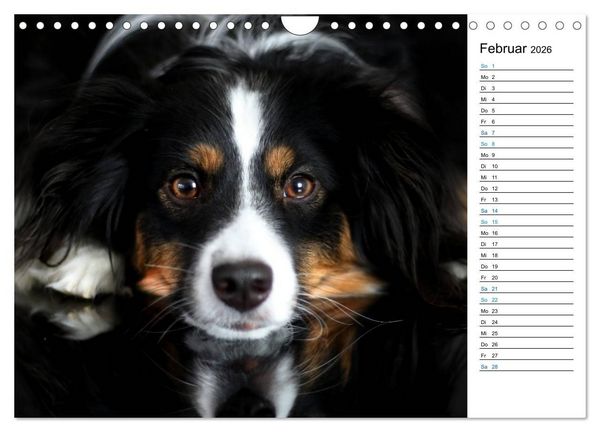 Produktbild: Australian Shepherd Tri Color (Wandkalender 2026 DIN A4 quer), CALVENDO Monatskalender