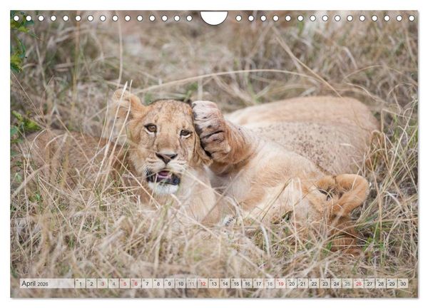 Produktbild: Emotionale Momente: Liebenswerte L&ouml;wenbabys / CH-Version (Wandkalender 2026 DIN A4 quer), CALVENDO Monatskalender