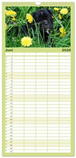 Produktbild: Familienplaner 2026 - Bulldoggen-Kinder mit 5 Spalten (Wandkalender, 21 x 45 cm) CALVENDO