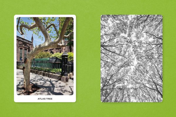 Produktbild: New York City Street Tree Tarot