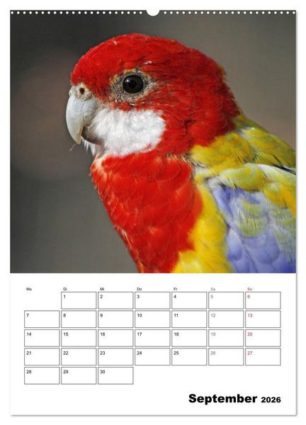 Produktbild: Papageien - Graupapagei, Rosella und Co. (hochwertiger Premium Wandkalender 2026 DIN A2 hoch), Kunstdruck in Hochglanz