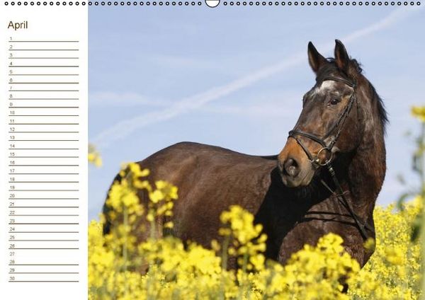Produktbild: Pferde / Geburtstagskalender / AT-Version (Wandkalender immerw&auml;hrend DIN A2 quer)