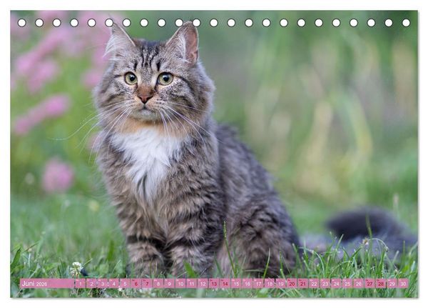 Produktbild: Maui und Molokai - Sibirische Katzenschwestern (Tischkalender 2026 DIN A5 quer), CALVENDO Monatskalender