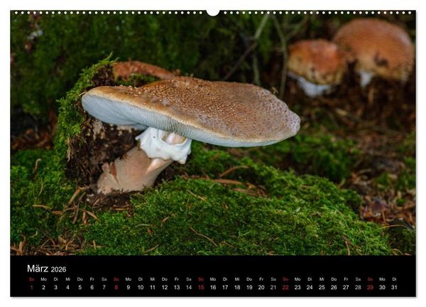 Produktbild: Pilze in Wald und Flur (Wandkalender 2026 DIN A2 quer), CALVENDO Monatskalender
