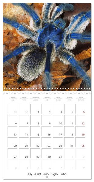 Produktbild: Spider synphony (Wall Calendar 2026 12 &times; 12 Inch) CALVENDO 12 Month Wall Calendar