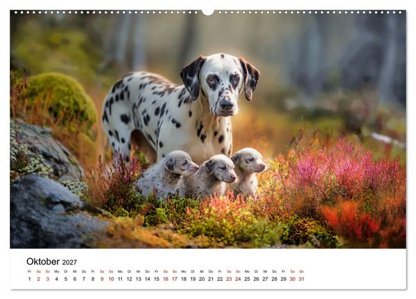 Produktbild: Dalmatiner - Mehr als nur Punkte! (Wandkalender 2027 DIN A2 quer), CALVENDO Monatskalender