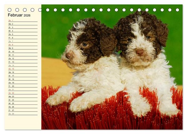 Produktbild: Lagotto Romagnolo - Italienischer Tr&uuml;ffelhund (Tischkalender 2026 DIN A5 quer), CALVENDO Monatskalender