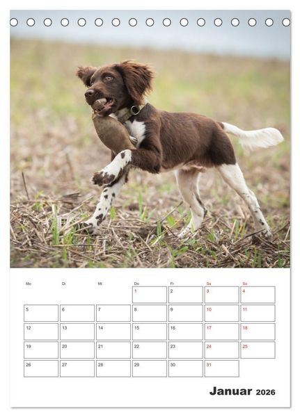 Produktbild: Geboren um zu Jagen. Der kleine M&uuml;nsterl&auml;nder (Tischkalender 2026 DIN A5 hoch), CALVENDO Monatskalender