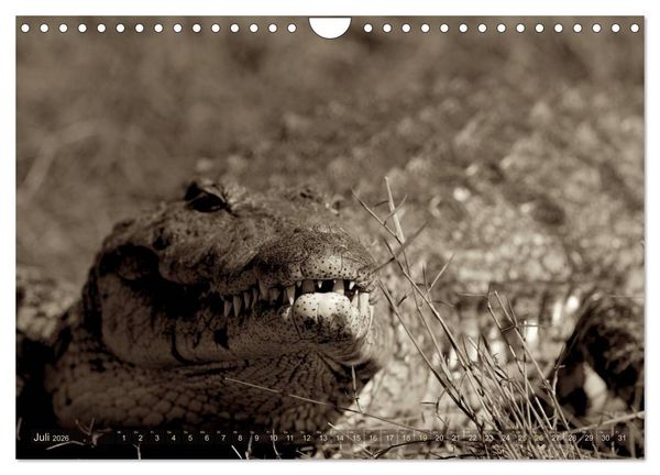 Produktbild: Botswana &ndash; Impressionen aus Afrika (Wandkalender 2026 DIN A4 quer), CALVENDO Monatskalender