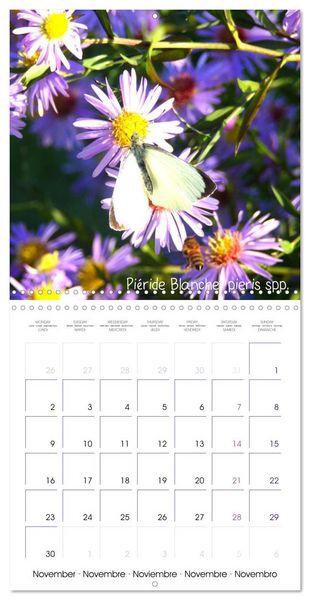 Produktbild: D&eacute;licats Papillons de nos r&eacute;gions, de France et d'Europe (Calendrier mural carr&eacute; 2026 30x30 cm) Calendrier double avec une page pour vos prises de notes