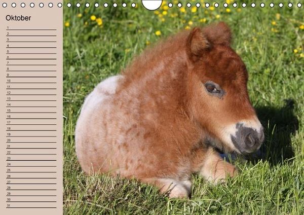 Produktbild: Der Fohlen-Geburtstagskalender (Wandkalender immerw&auml;hrend DIN A4 quer)