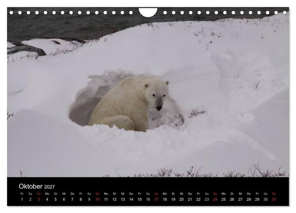 Produktbild: Arktische Tr&auml;ume - Eisb&auml;ren in Kanada (Wandkalender 2027 DIN A4 quer), CALVENDO Monatskalender