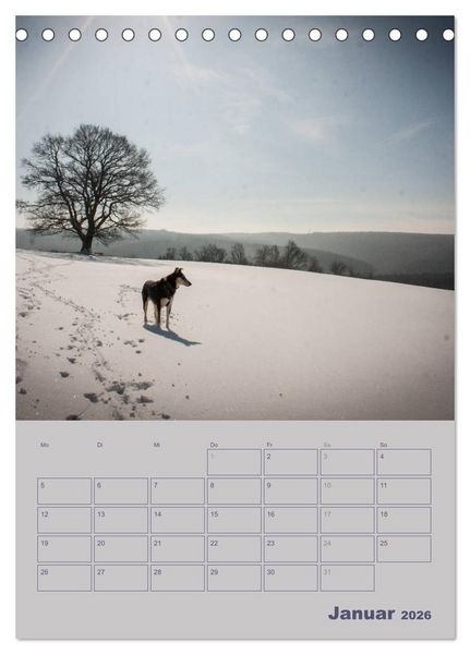 Produktbild: Kurzhaarcollies (Tischkalender 2026 DIN A5 hoch), CALVENDO Monatskalender