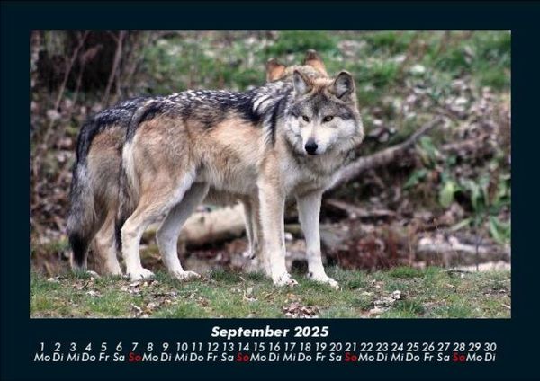Produktbild: Tierkalender 2025 Fotokalender DIN A5