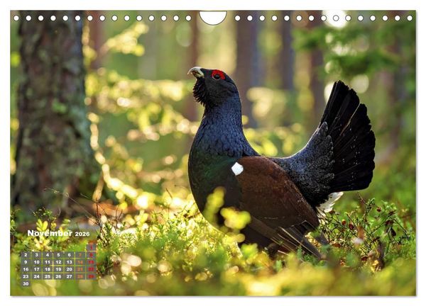 Produktbild: Stark wie der Auerhahn (Wandkalender 2026 DIN A4 quer), CALVENDO Monatskalender