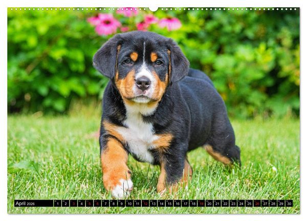 Produktbild: Ein Hund zum Verlieben - Gro&szlig;er Schweizer Sennenhund (hochwertiger Premium Wandkalender 2026 DIN A2 quer), Kunstdruck in Hochglanz