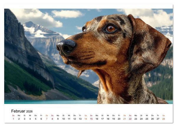 Produktbild: Dackel - ein Blick gen&uuml;gt (Wandkalender 2026 DIN A2 quer), CALVENDO Monatskalender