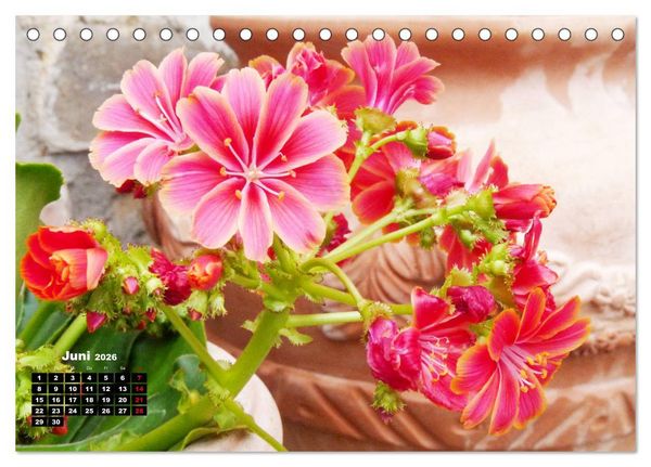 Produktbild: Lewisia, das Porzellanr&ouml;schen (Tischkalender 2026 DIN A5 quer), CALVENDO Monatskalender
