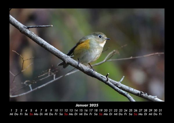 Produktbild: Welt der Tiere 2025 Fotokalender DIN A3