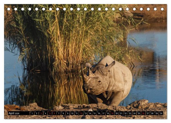 Produktbild: Afrikas Tierwelt: Nash&ouml;rner (Tischkalender 2026 DIN A5 quer), CALVENDO Monatskalender