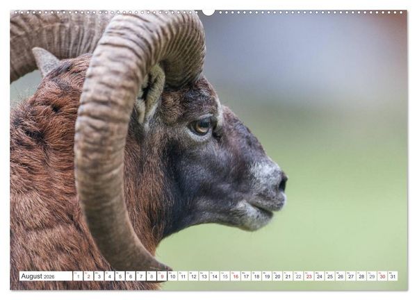 Produktbild: Emotionale Momente: Muffelwild. (Wandkalender 2026 DIN A2 quer), CALVENDO Monatskalender
