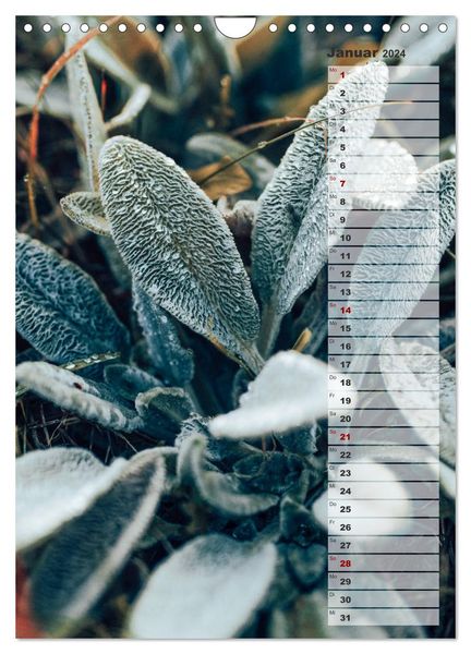 'Kalender - Natur im Detail (Wandkalender 2024 DIN A4 hoch), CALVENDO 