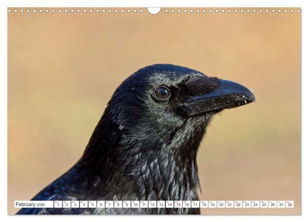 Produktbild: Corvids - Black and Beautiful (Wall Calendar 2026 DIN A3 landscape), CALVENDO 12 Month Wall Calendar