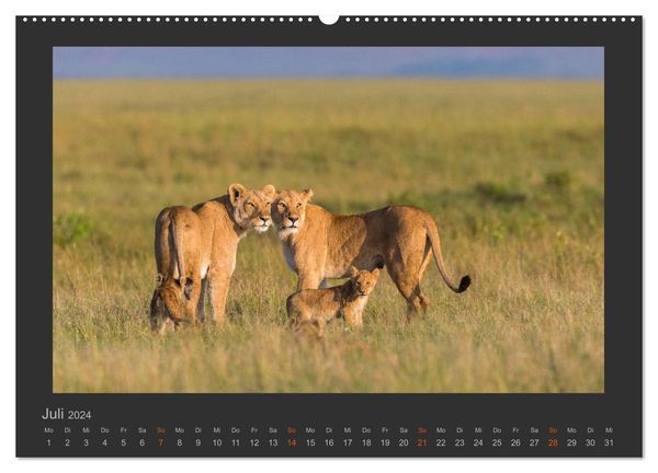 'Löwen Wildlife-Fotografien (hochwertiger Premium Wandkalender 2024 DIN ...