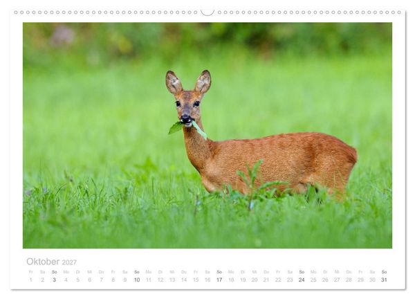 Produktbild: Rehwild 2027 (Wandkalender 2027 DIN A2 quer), CALVENDO Monatskalender