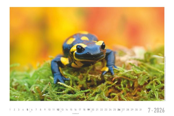 Geheimnisvolles Waldleben 2026 - Bildkalender 49,5x33 cm - Tiere und Pflanzen in unseren heimischen Wäldern - Wandkalender - Wandplaner - Tierkalender