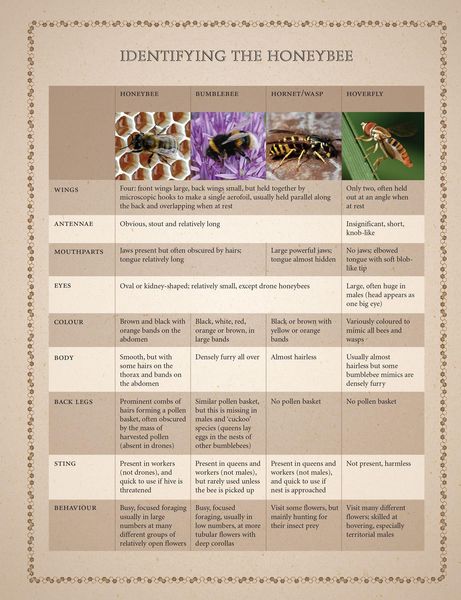 Produktbild: Collins Beekeeper's Bible