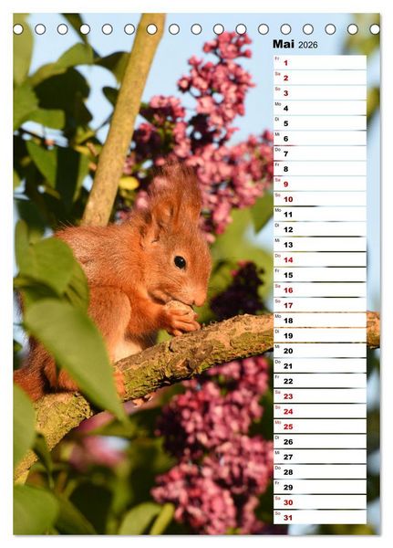 Produktbild: Eichh&ouml;rnchen - kleine Tiere, gro&szlig;e Liebe (Tischkalender 2026 DIN A5 hoch), CALVENDO Monatskalender