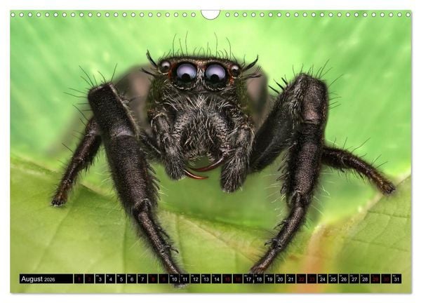 Produktbild: Faszination Makrofotografie: Springspinnen (Wandkalender 2026 DIN A3 quer), CALVENDO Monatskalender