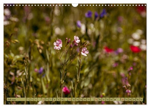 Produktbild: Wildwuchs 2026 (Wandkalender 2026 DIN A3 quer), CALVENDO Monatskalender