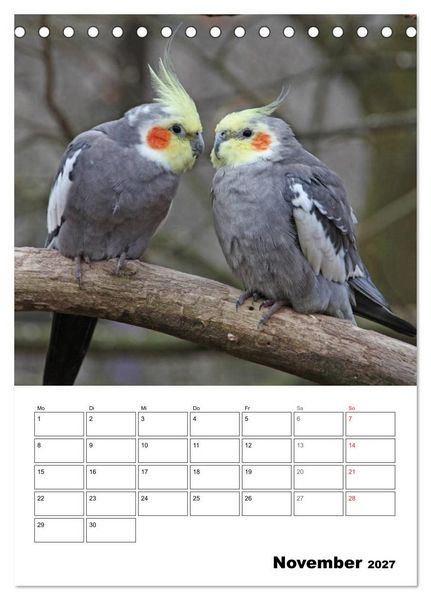 Produktbild: Papageien - Graupapagei, Rosella und Co. (Tischkalender 2027 DIN A5 hoch), CALVENDO Monatskalender