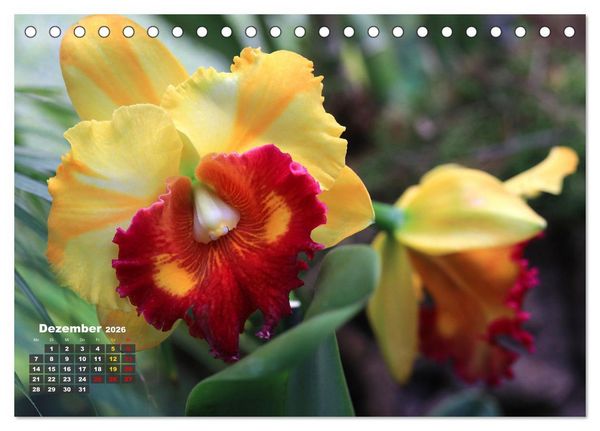Produktbild: Pr&auml;chtige Orchideen (Tischkalender 2026 DIN A5 quer), CALVENDO Monatskalender