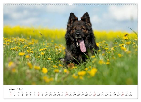 Produktbild: Der graue Deutsche Sch&auml;ferhund (Wandkalender 2026 DIN A2 quer), CALVENDO Monatskalender
