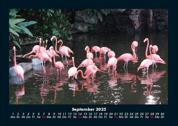 Produktbild: V&ouml;gel 2025 Fotokalender DIN A4
