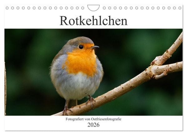 Produktbild: Rotkehlchen - Fotografiert von Ostfriesenfotografie (Wandkalender 2026 DIN A4 quer), CALVENDO Monatskalender