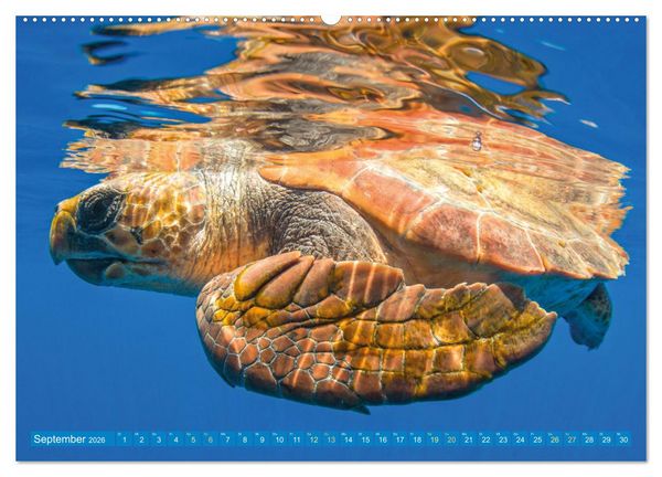 Produktbild: Meeresschildkr&ouml;ten: Aus den blauen Tiefen der Ozeane (Wandkalender 2026 DIN A2 quer), CALVENDO Monatskalender